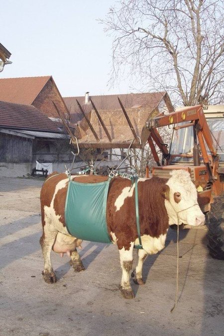 Urządzenie do podnoszenia krów Daisy Lifter, Kerbl